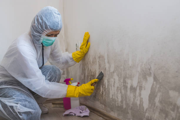 Best Mold Removal for HVAC Installations  in Hawkins, TX